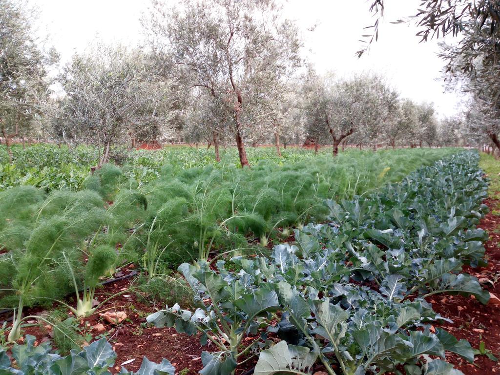 Masseria Don Sante Фазано Экстерьер фото
